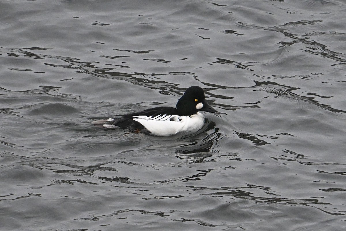 ホオジロガモ - ML646800417