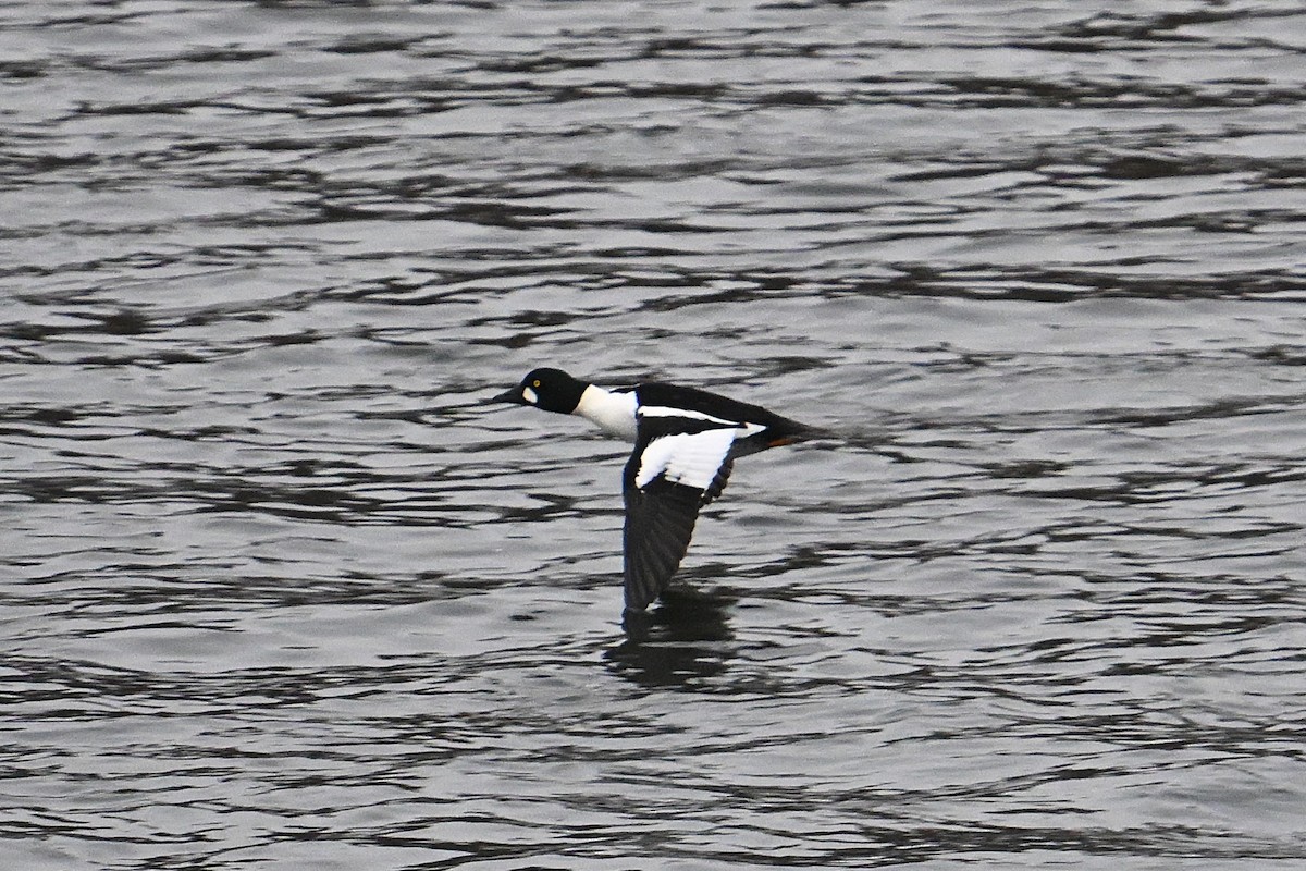 ホオジロガモ - ML646800418