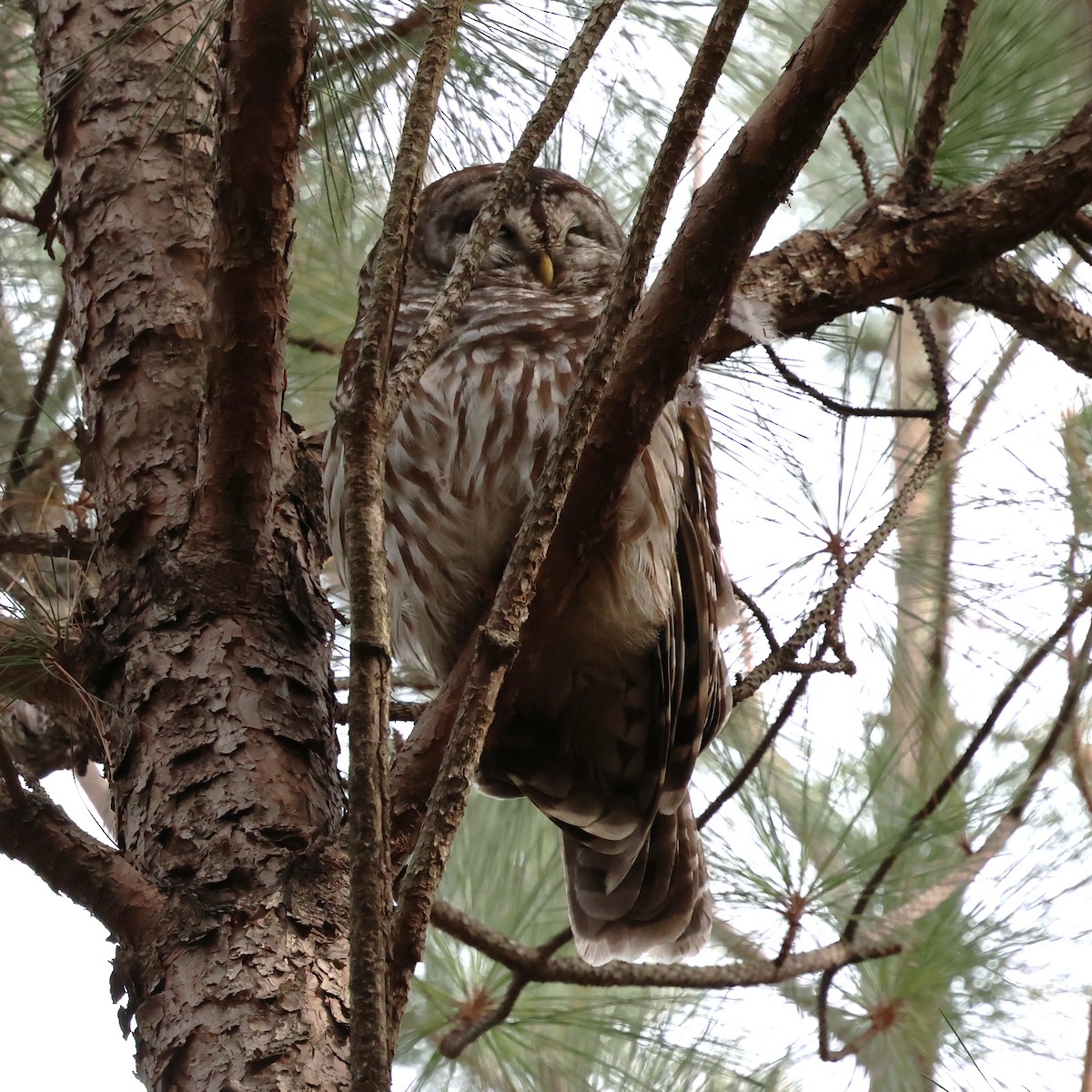 Streifenkauz - ML646800419