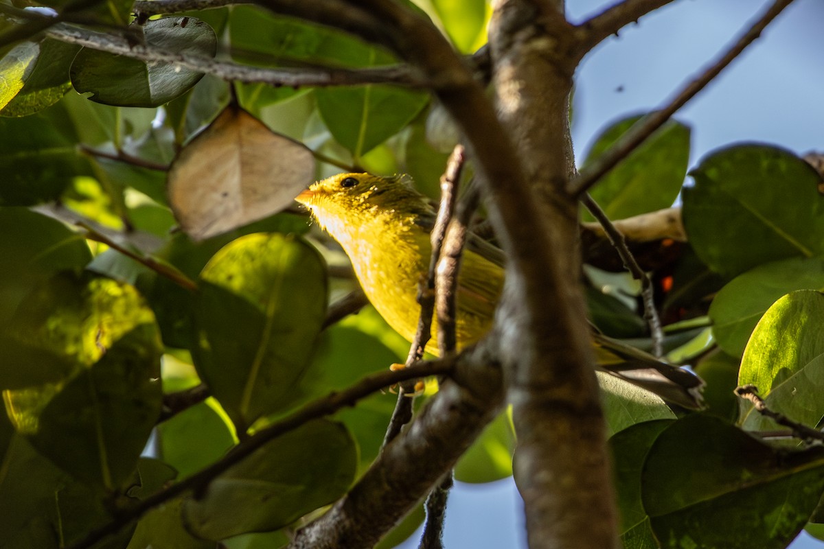 ウィルソンアメリカムシクイ - ML646800420