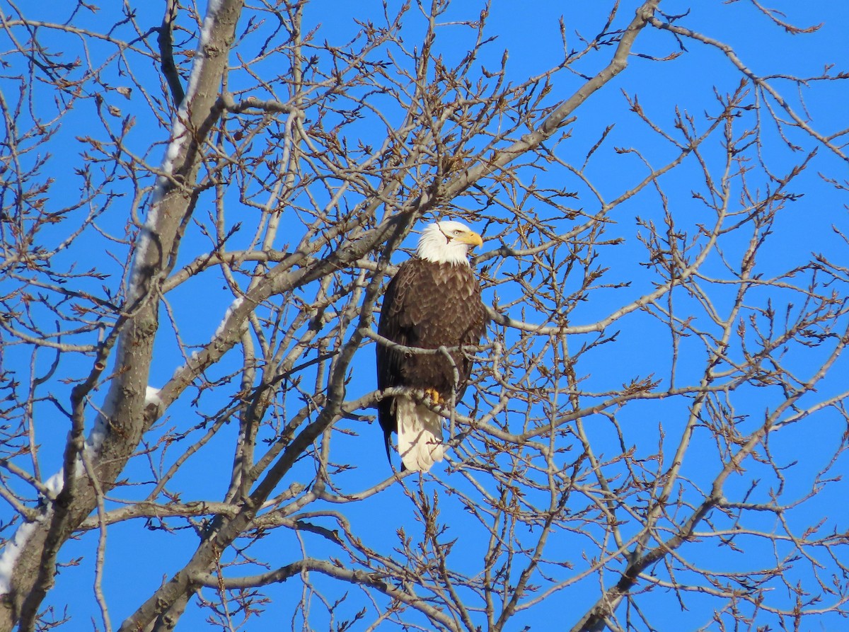 Bald Eagle - ML646800421