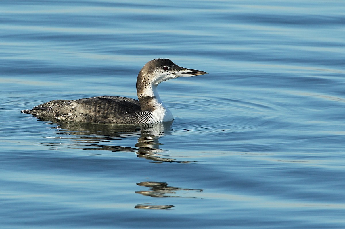 Гагара полярна - ML646800422