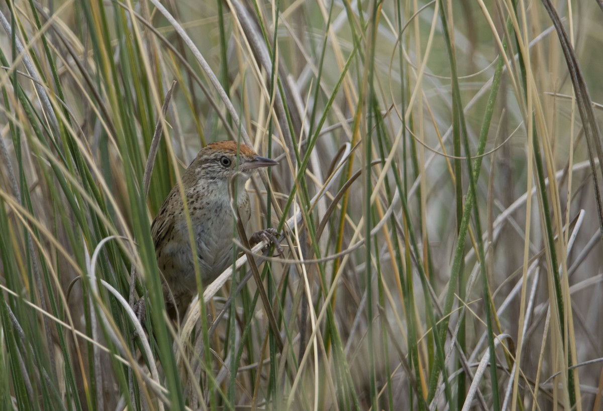 Bay-capped Wren-Spinetail - ML646800423