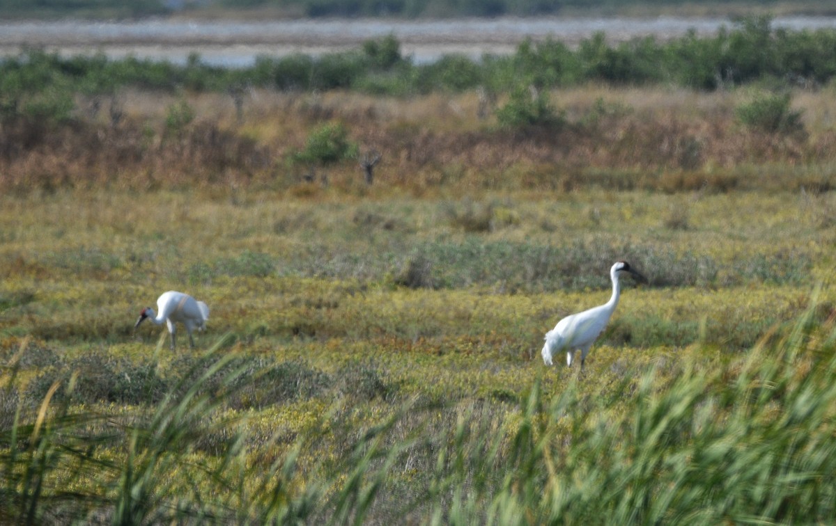 Whooping Crane - ML646800424