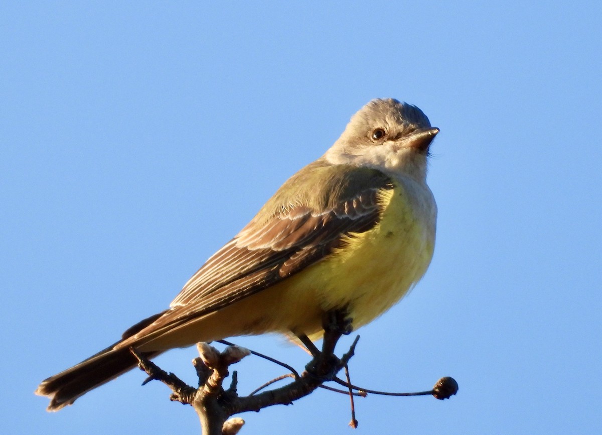 Schmalschnabel-Königstyrann - ML646800425