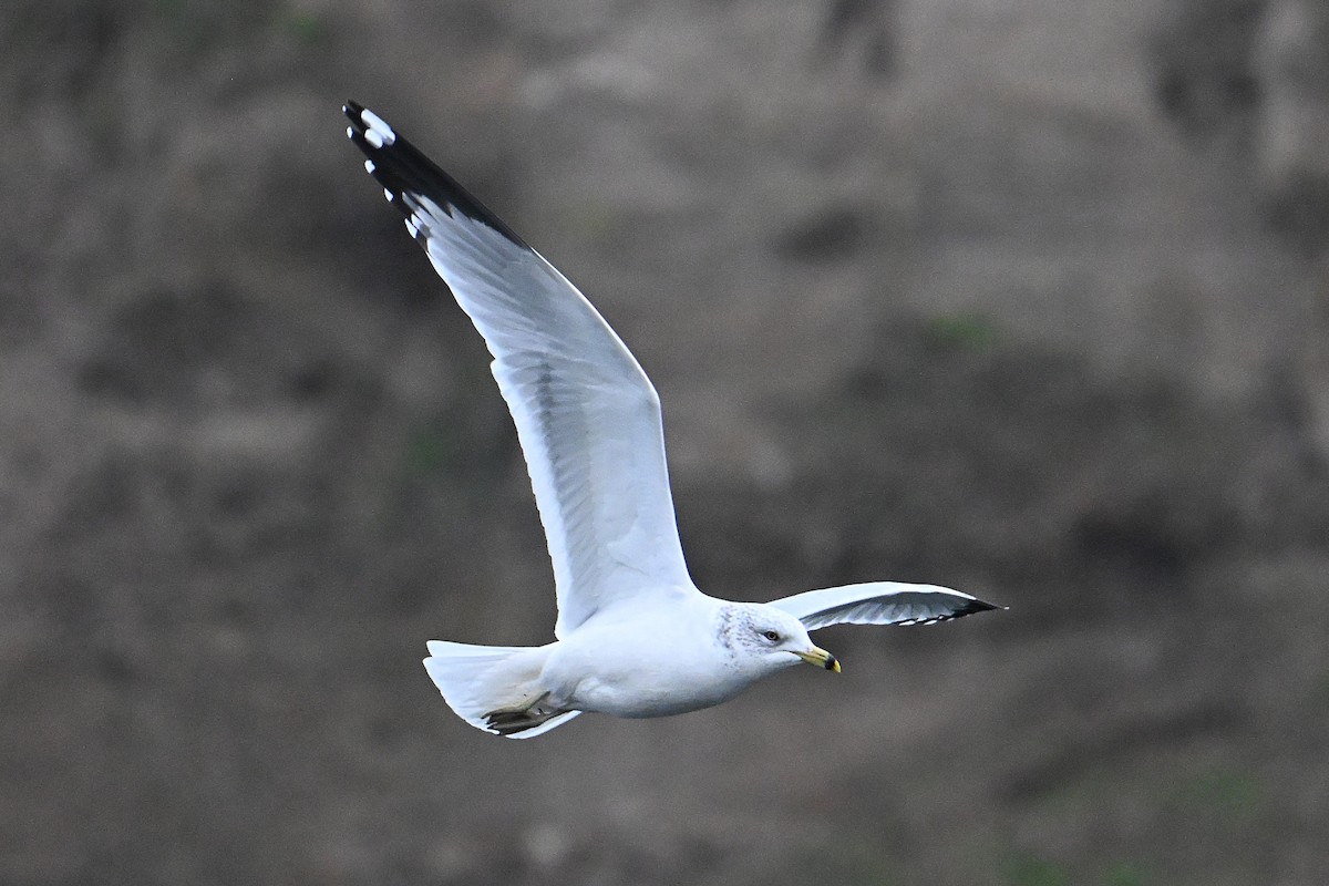 クロワカモメ - ML646800426