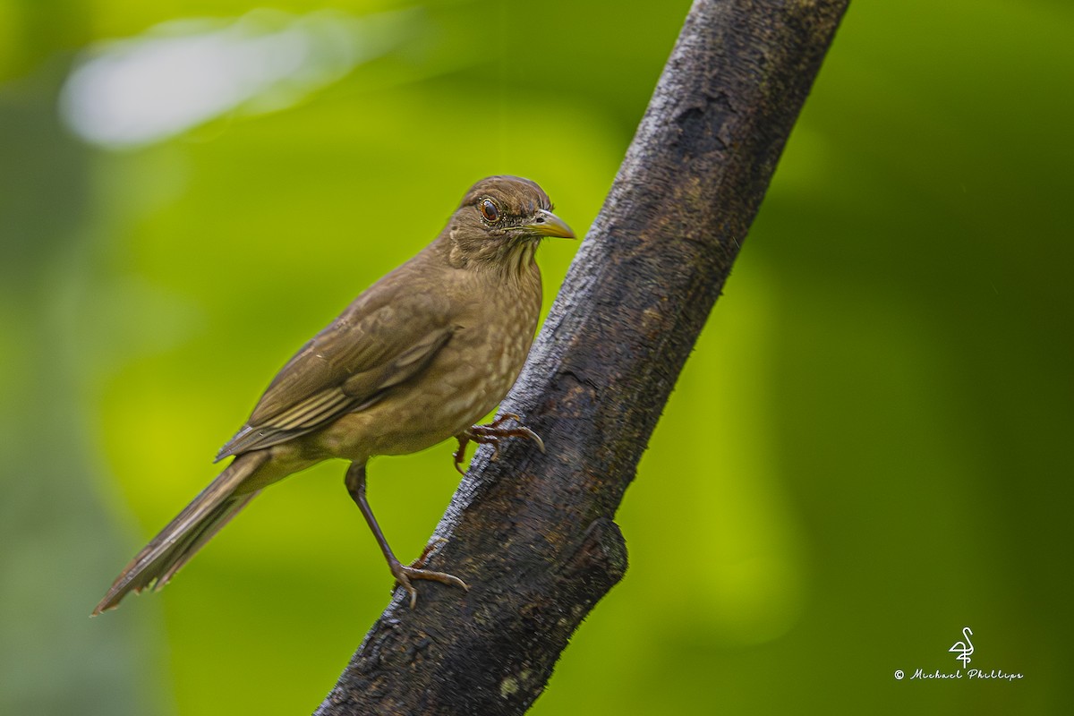 Merle fauve - ML646800427