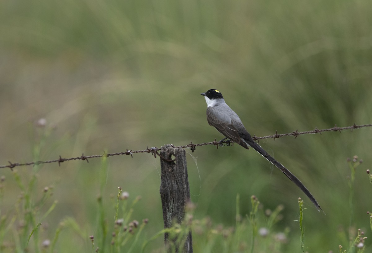 Fork-tailed Flycatcher - ML646800428