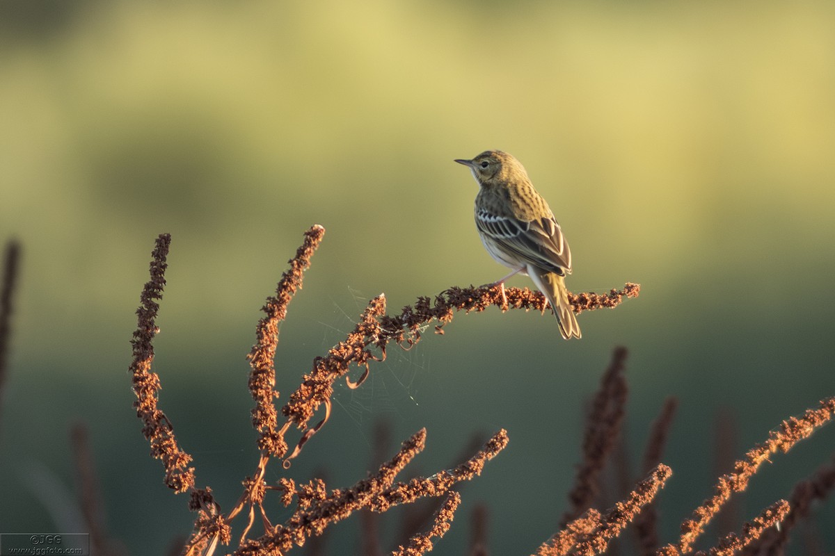 Ağaç İncirkuşu - ML646800429