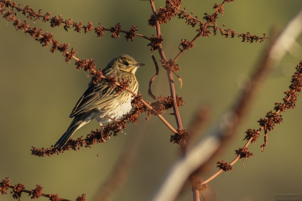 Ağaç İncirkuşu - ML646800430