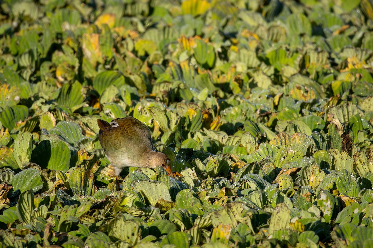 Purple Gallinule - ML646800431