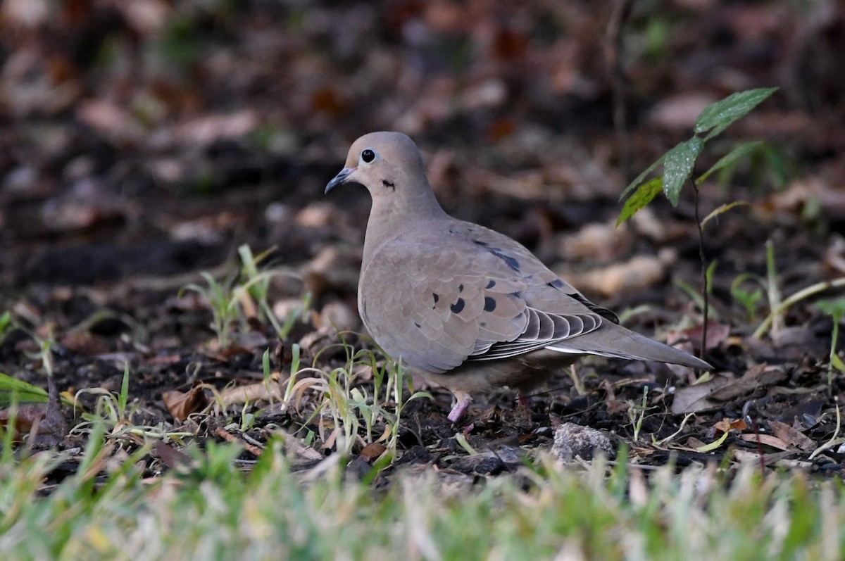 Зенаїда північна - ML646800432