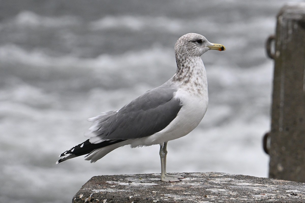 カリフォルニアカモメ - ML646800433