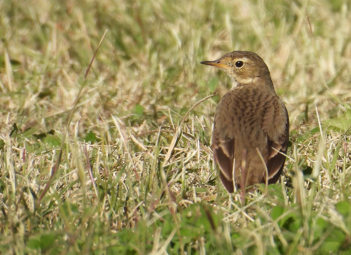 American Pipit - ML646800436