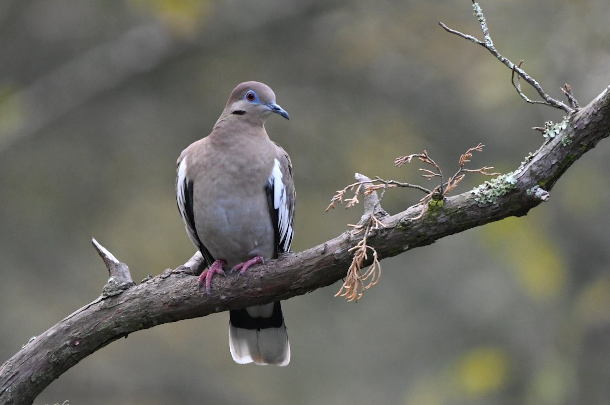 Зенаїда білокрила - ML646800437