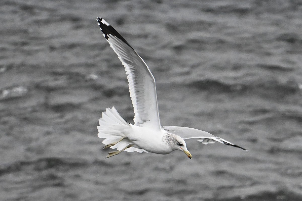 カリフォルニアカモメ - ML646800439