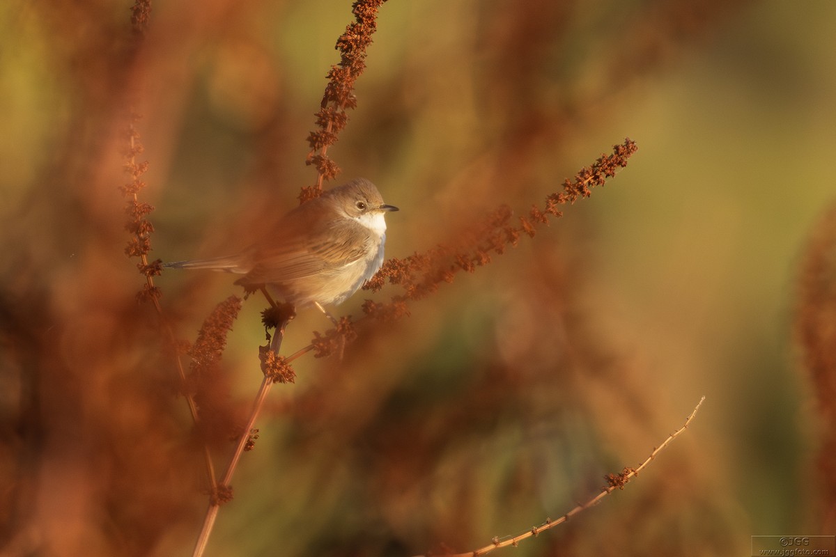 Ak Gerdanlı Ötleğen - ML646800444