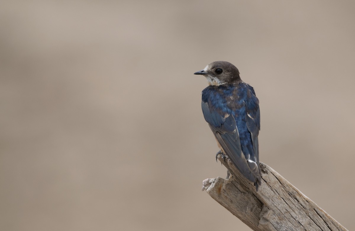 Barn Swallow - ML646800445