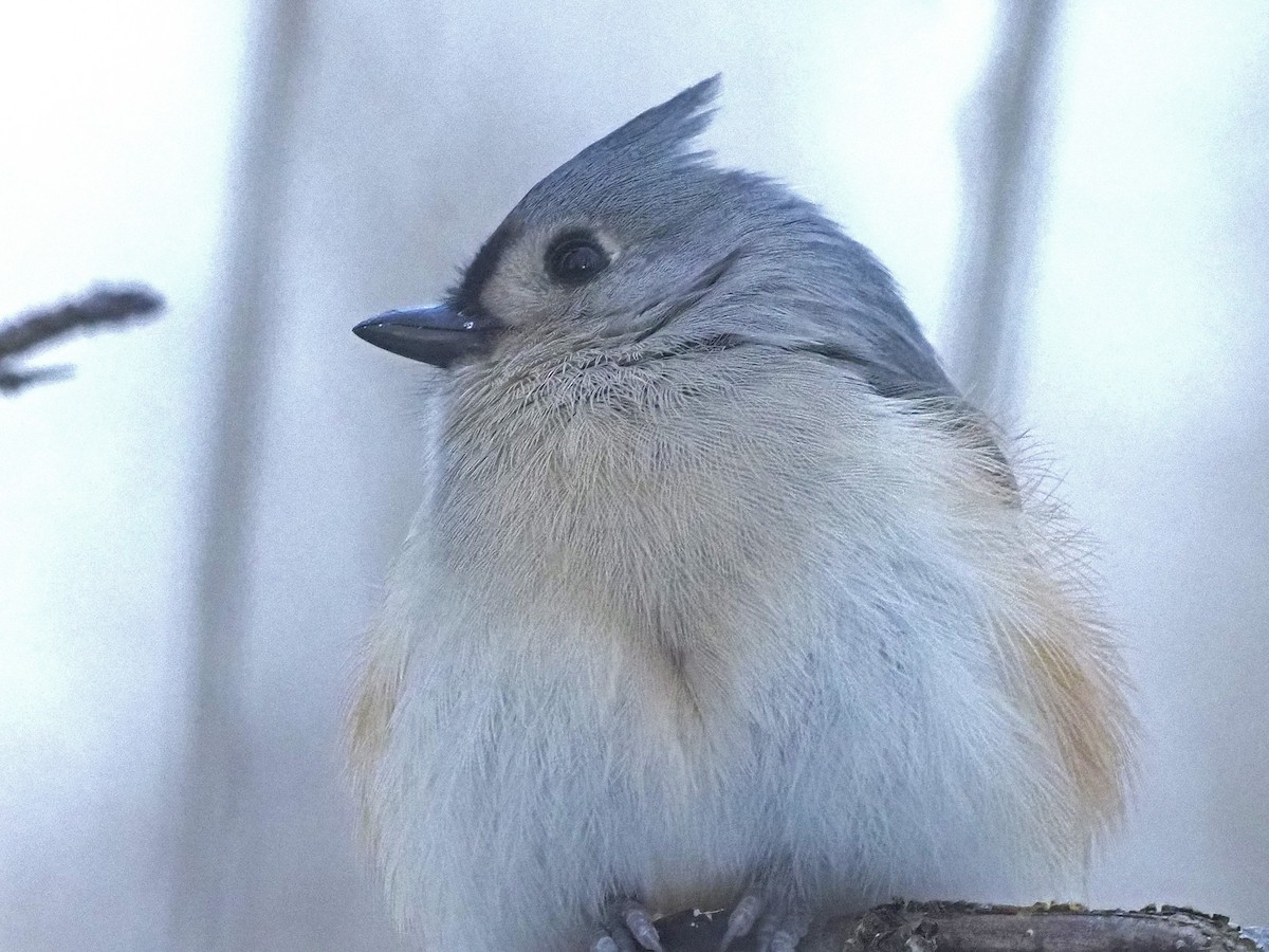 Tufted Titmouse - ML646800446
