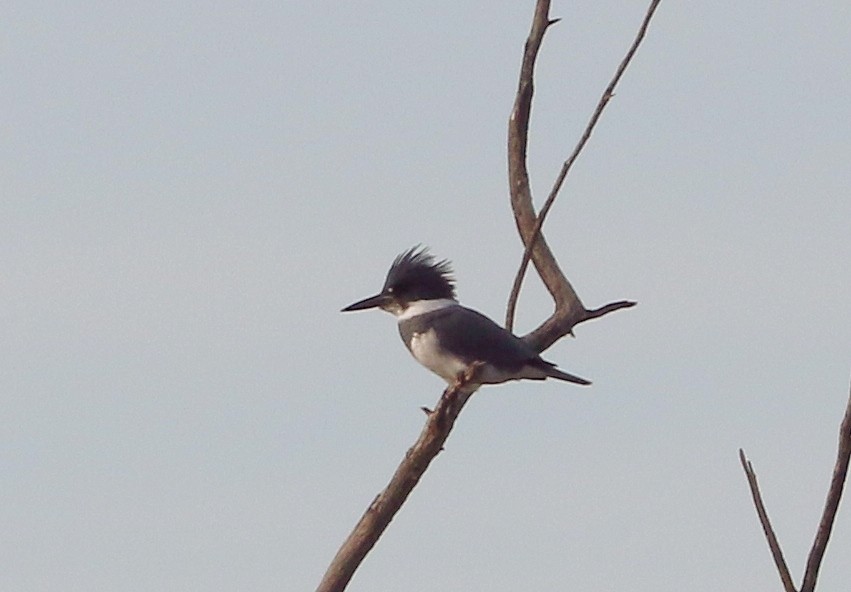 Belted Kingfisher - ML646800447