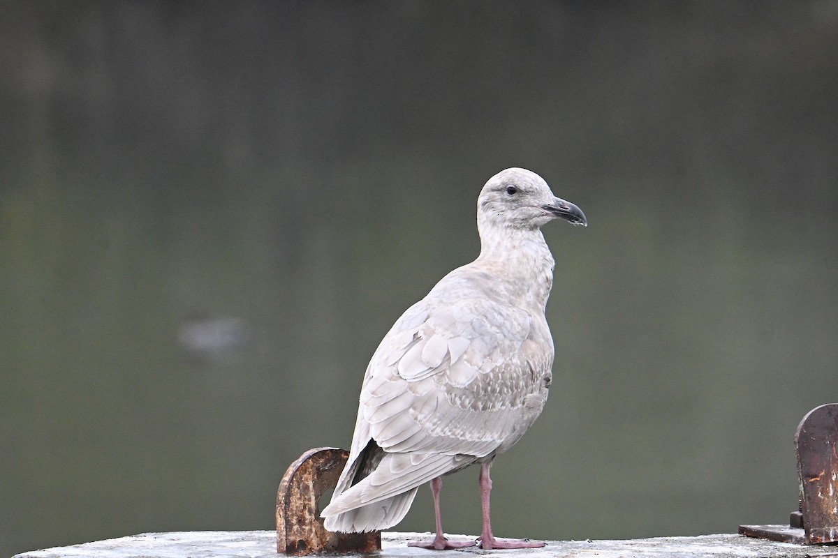 ワシカモメ - ML646800448