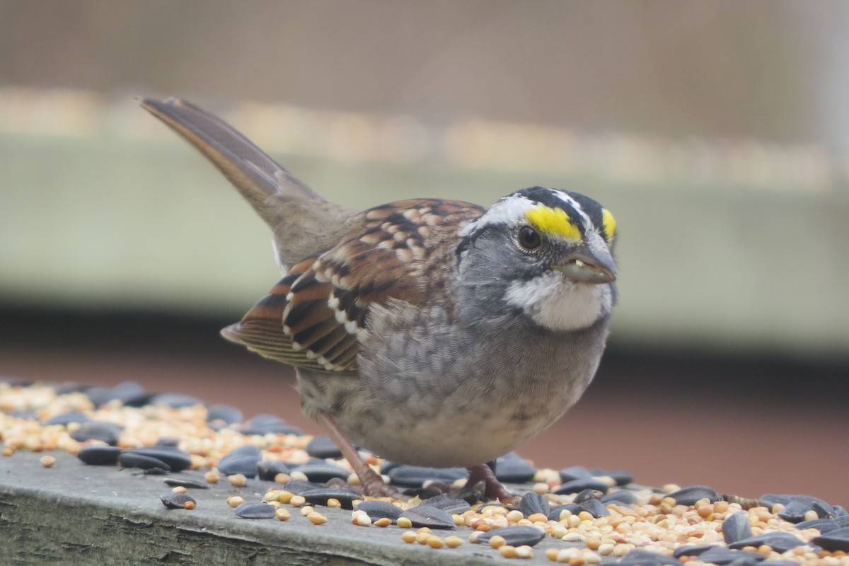 White-throated Sparrow - ML646800449