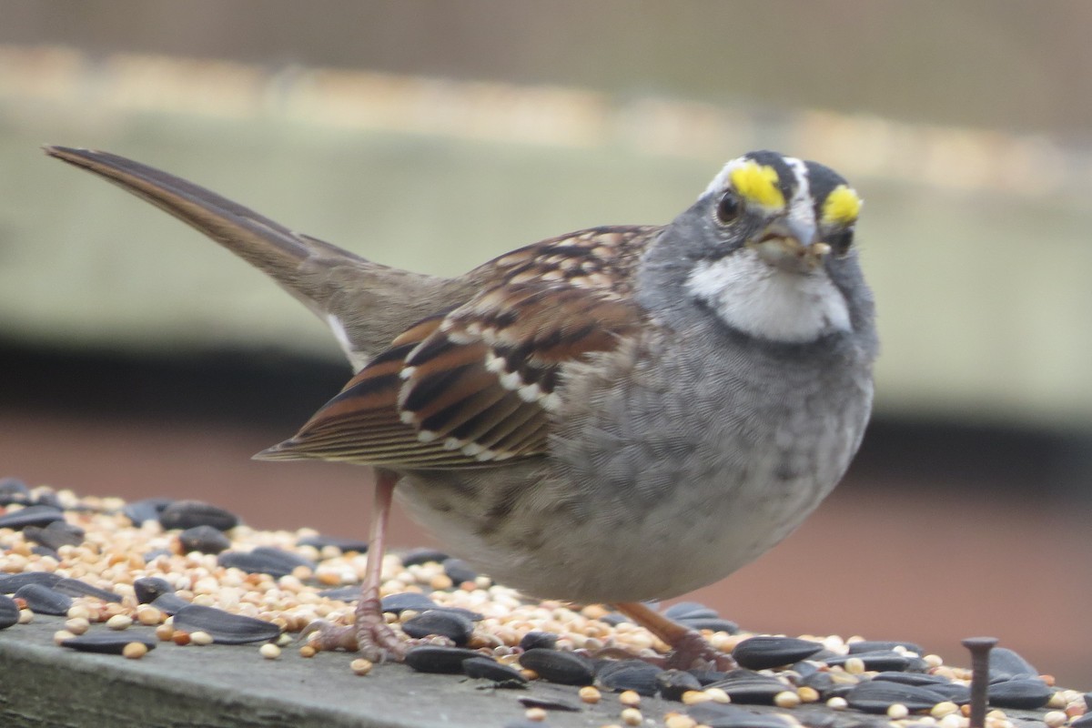 White-throated Sparrow - ML646800450
