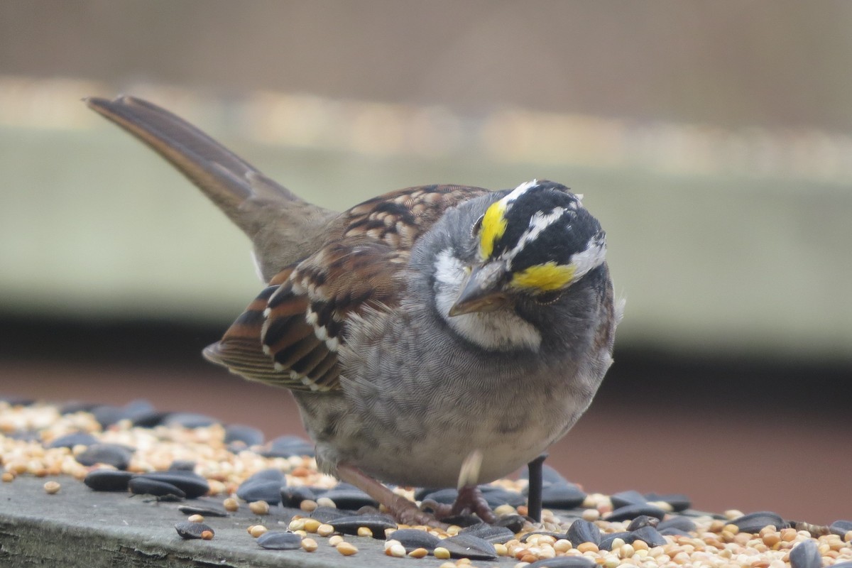 White-throated Sparrow - ML646800451