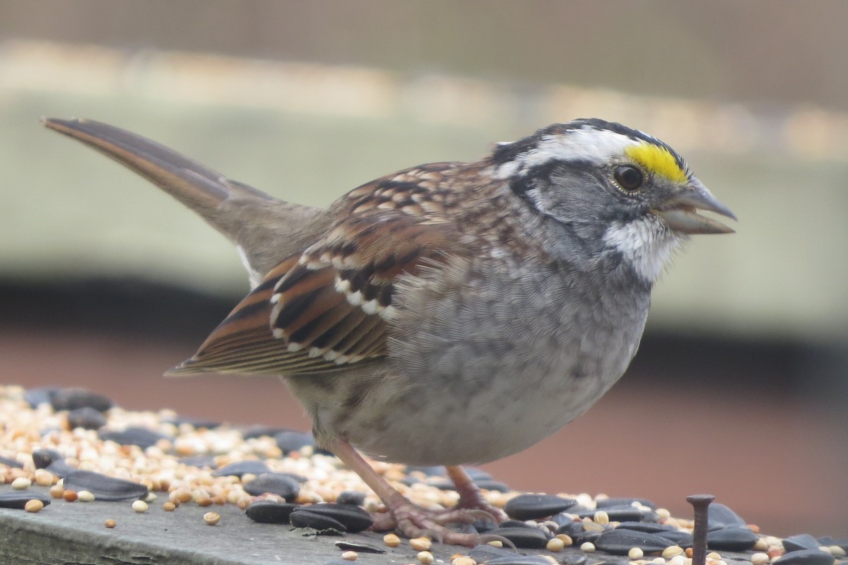 White-throated Sparrow - ML646800452
