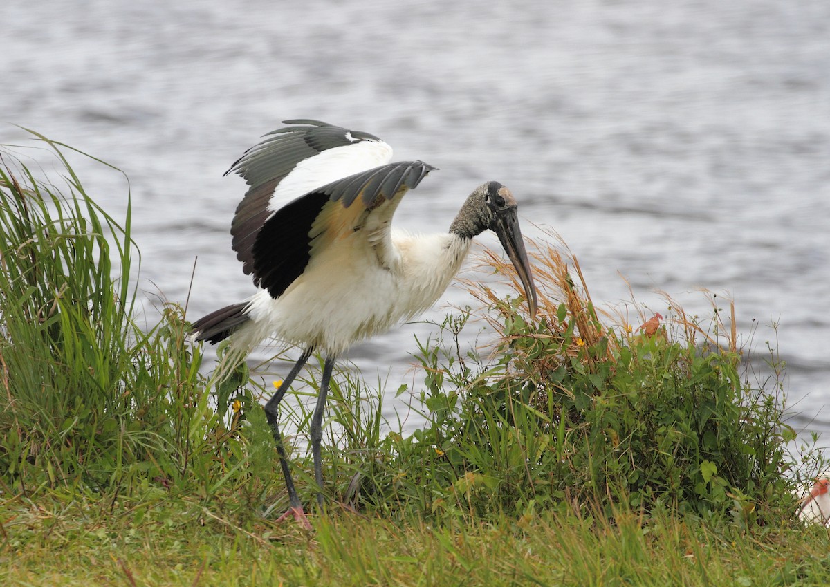 Wood Stork - ML646800453