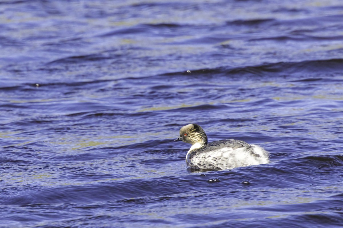 Пірникоза срібляста - ML646800454