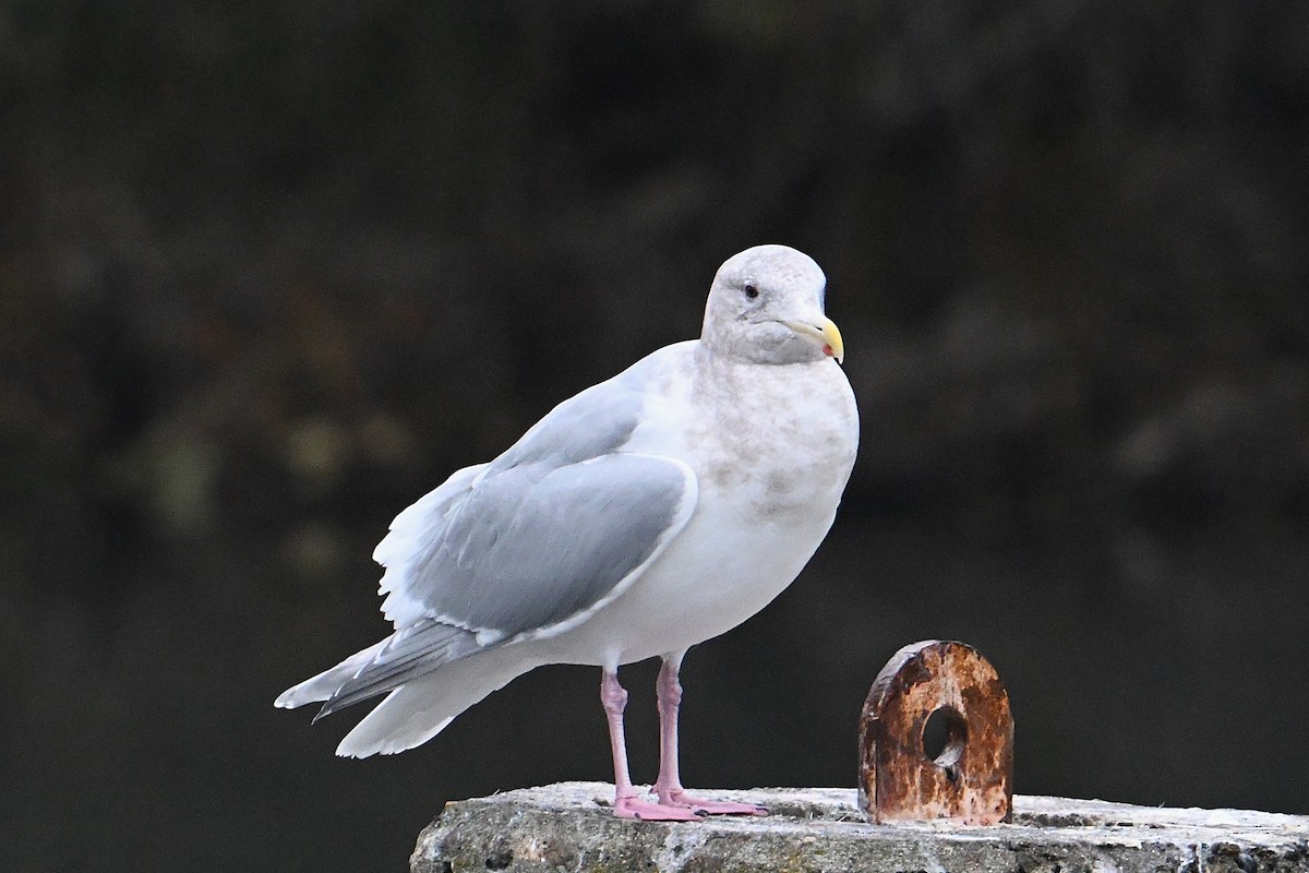 ワシカモメ - ML646800455