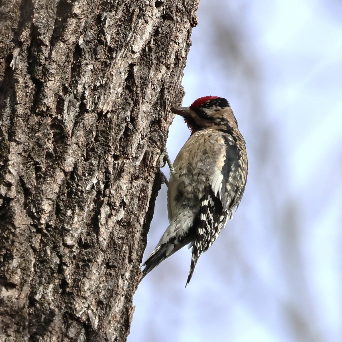 Gelbbauch-Saftlecker - ML646800456