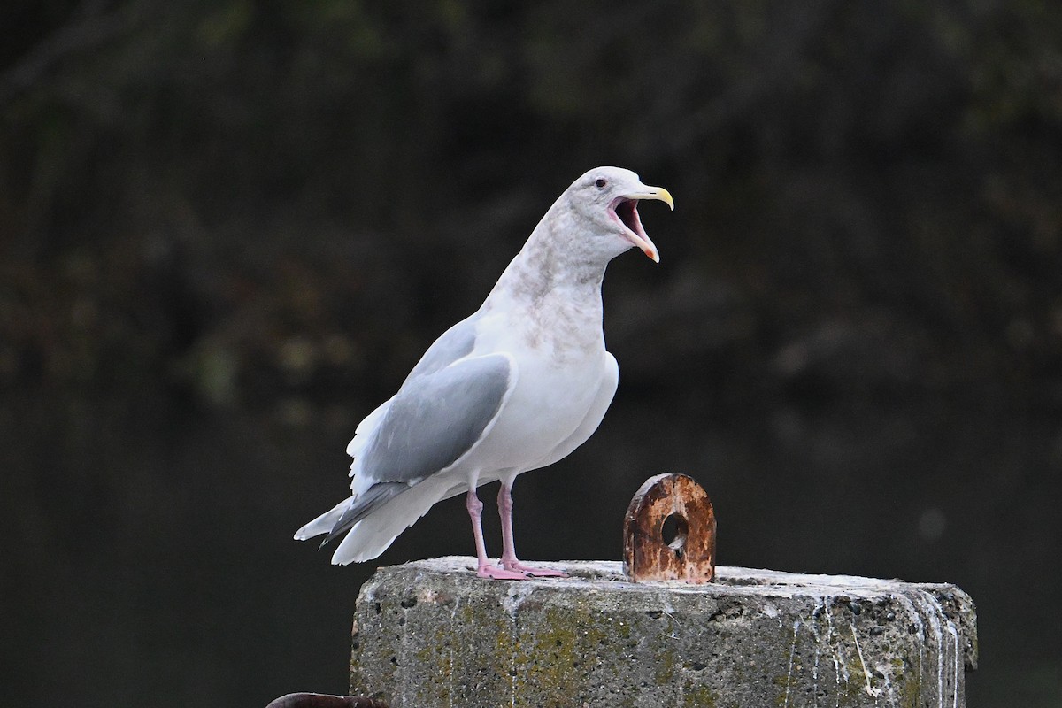 ワシカモメ - ML646800460