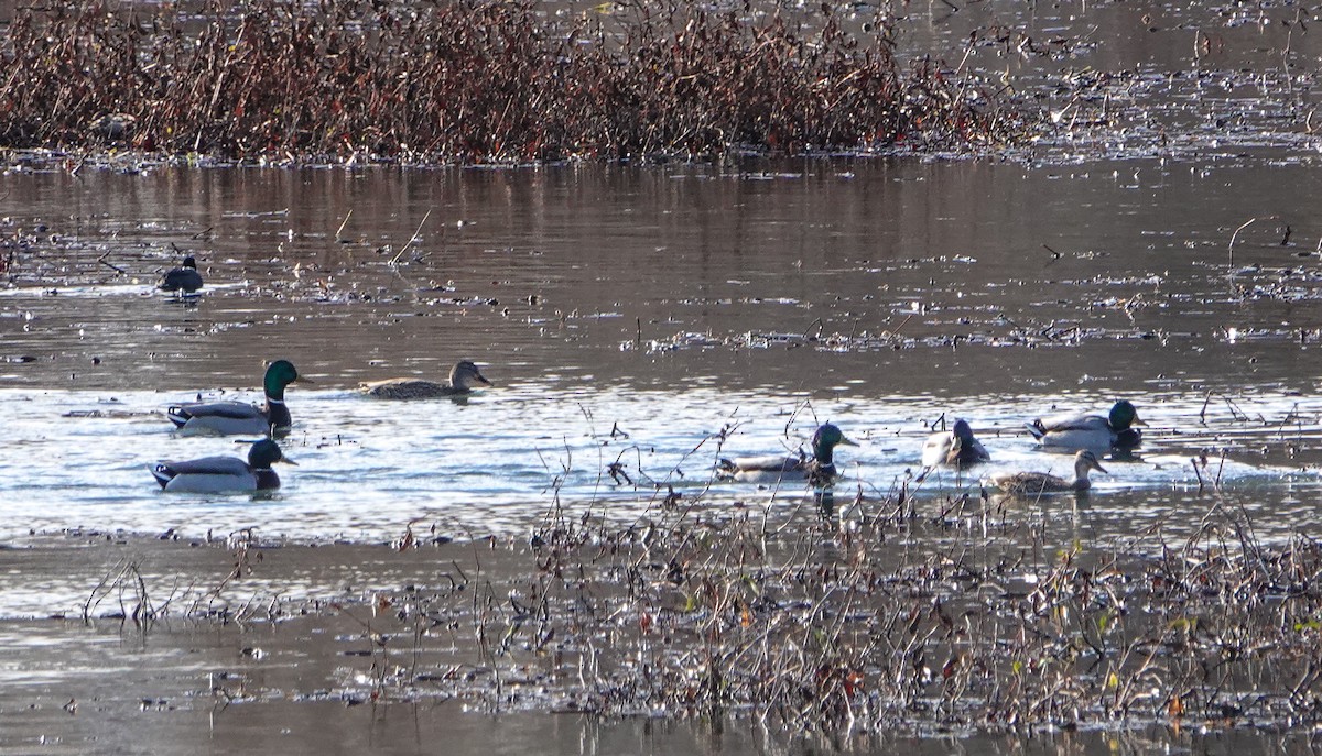 Ánade Azulón - ML646800461