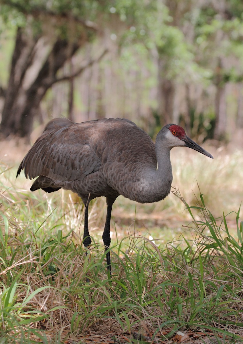 Sandhill Crane - ML646800462