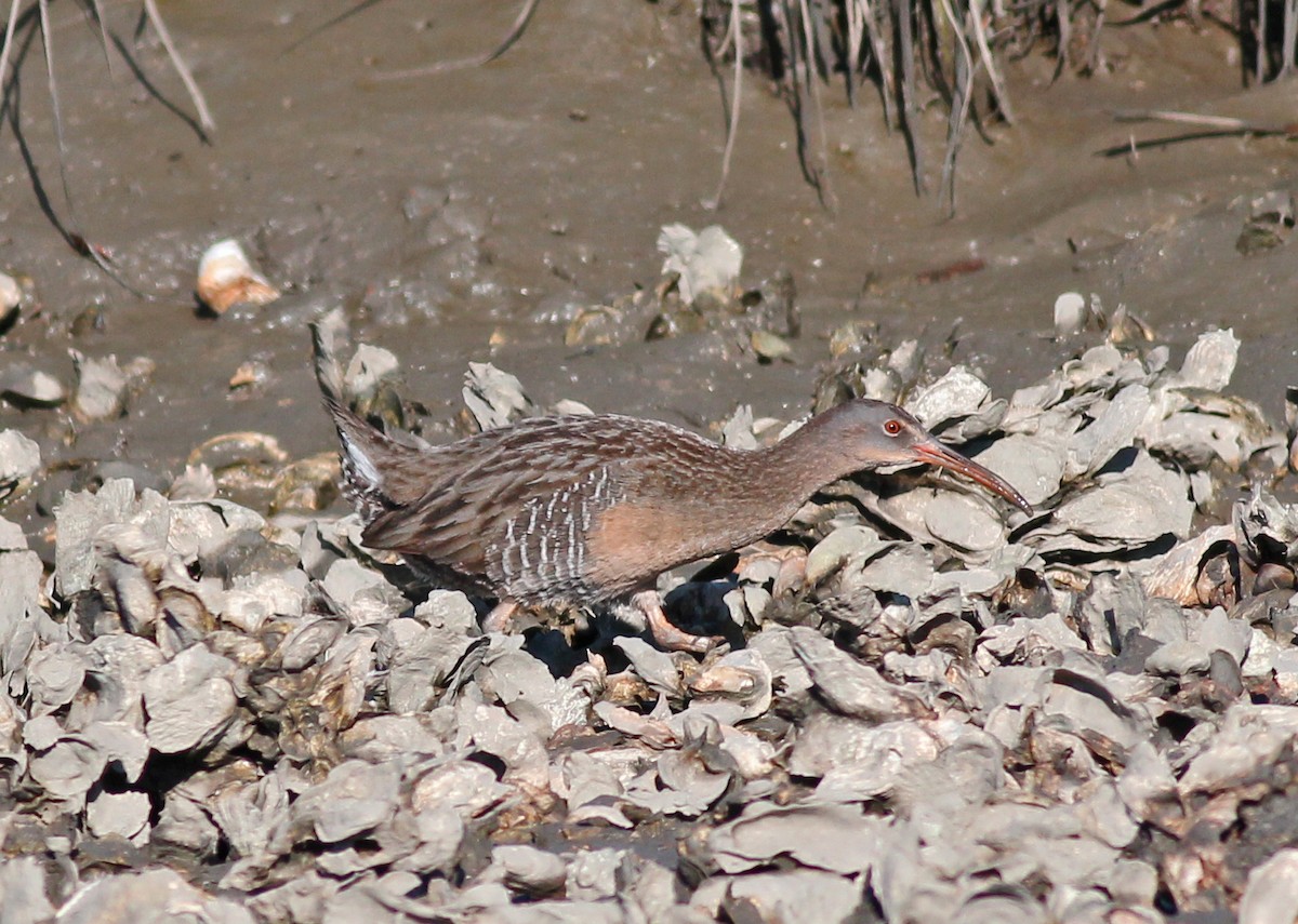 chřástal atlantický - ML646800463