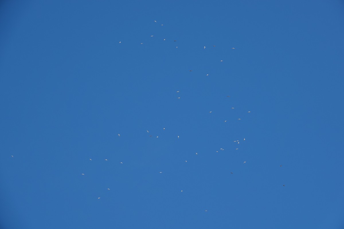 Möwe, unbestimmt - ML646800464