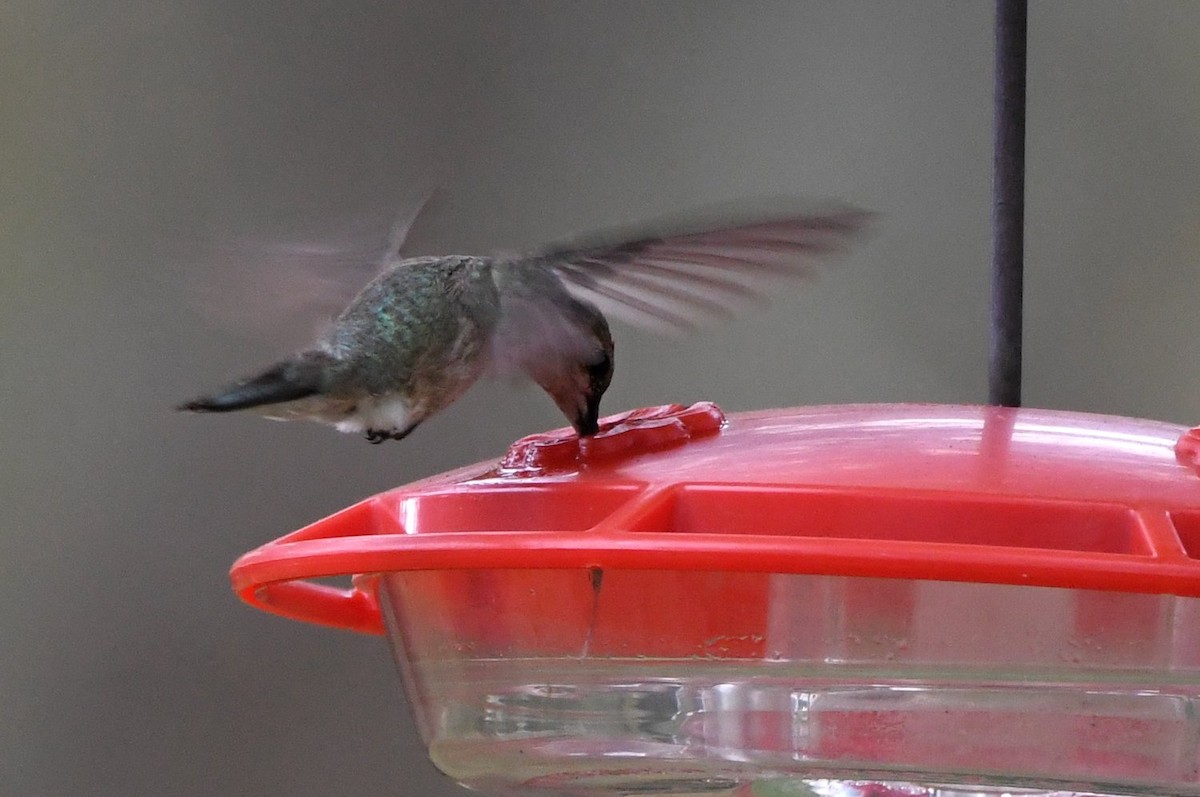 Колібрі фіолетовогорлий - ML646800465