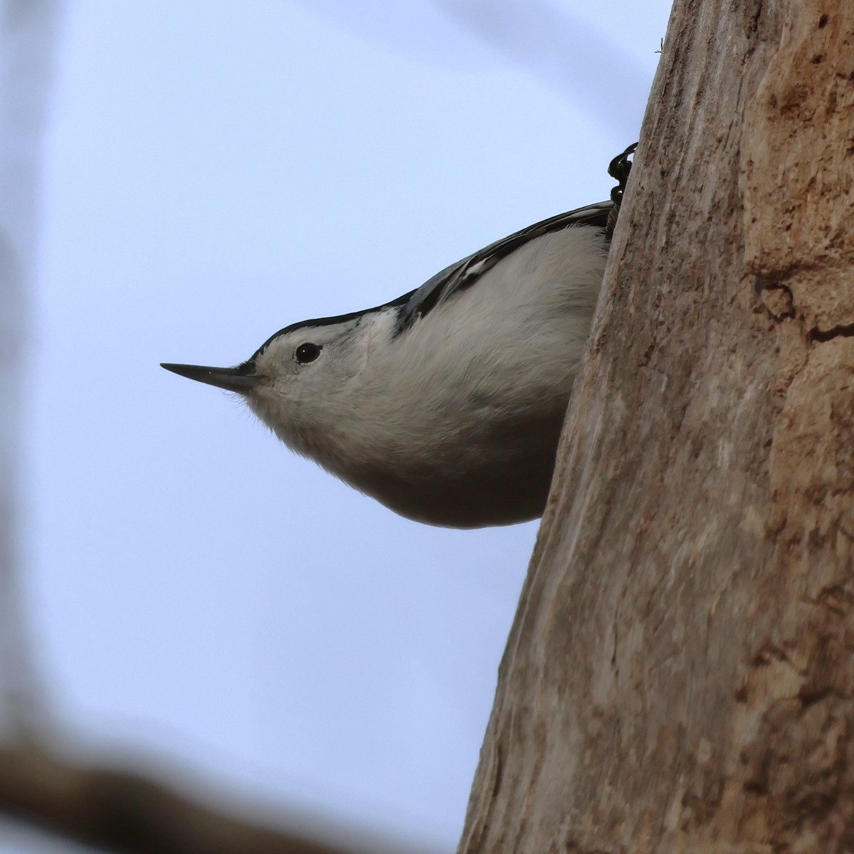 Weißbrustkleiber - ML646800466