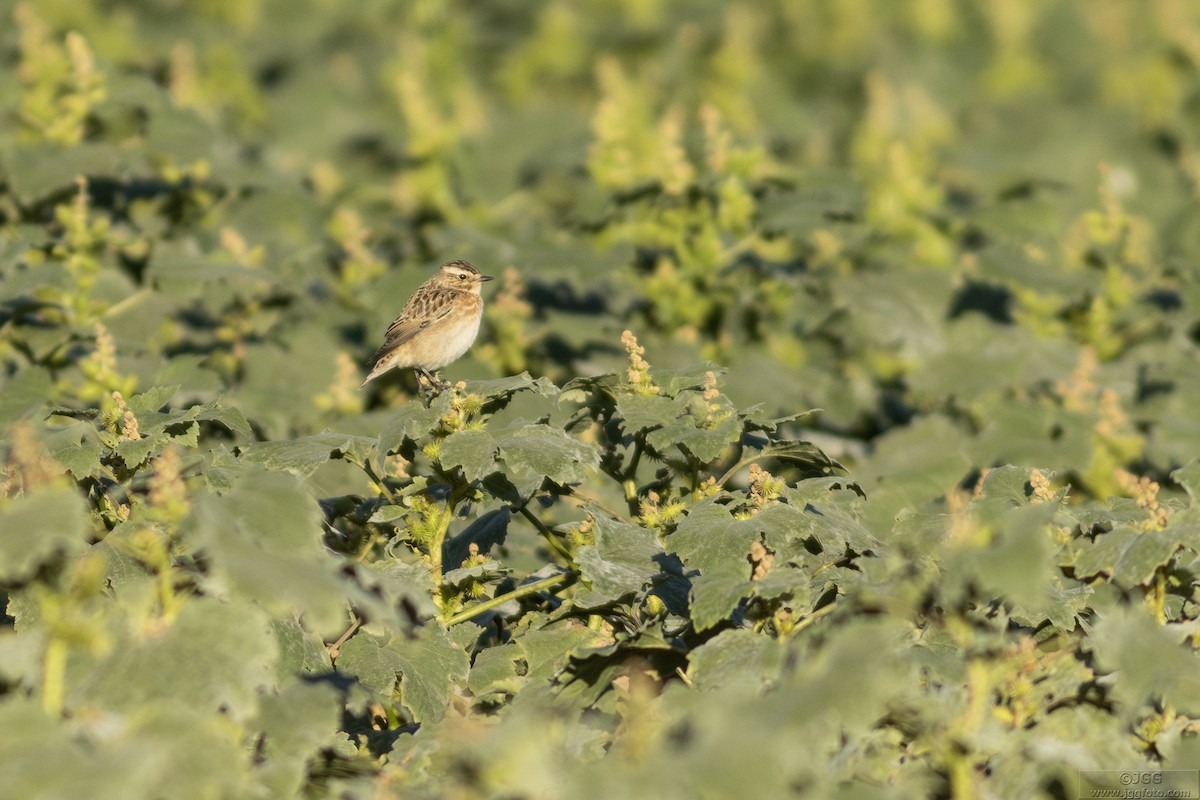 Çayır Taşkuşu - ML646800467