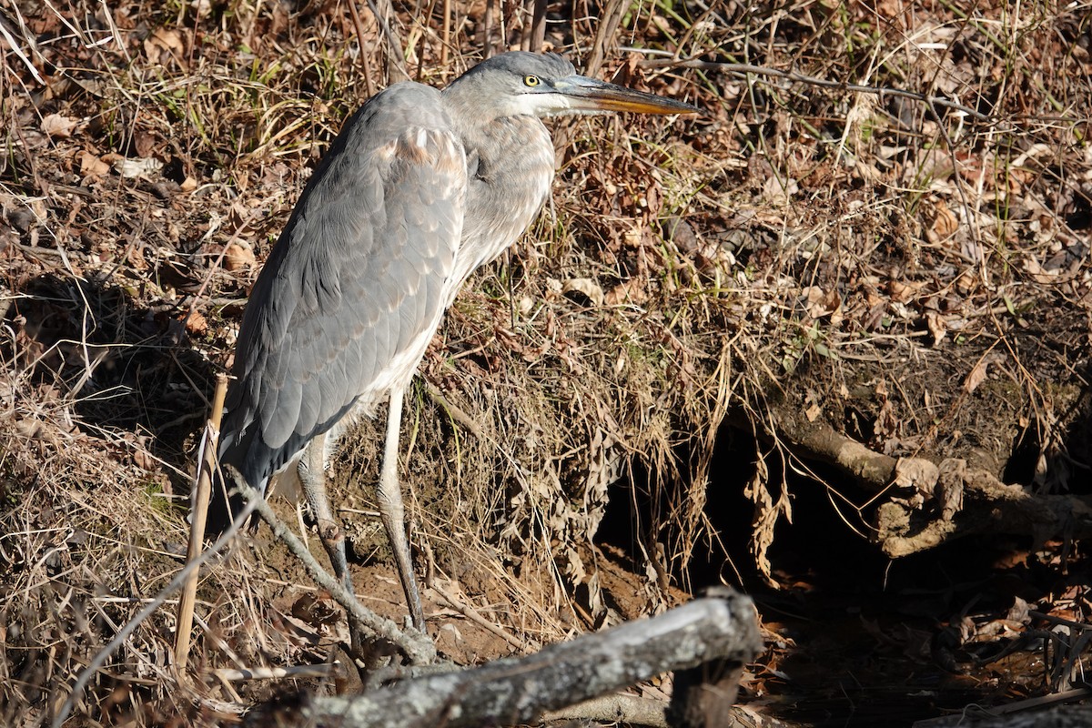 Great Blue Heron - ML646800468