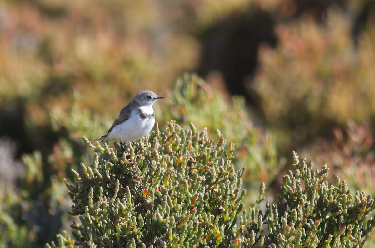 Alaca Çayır Balkuşu - ML646800469