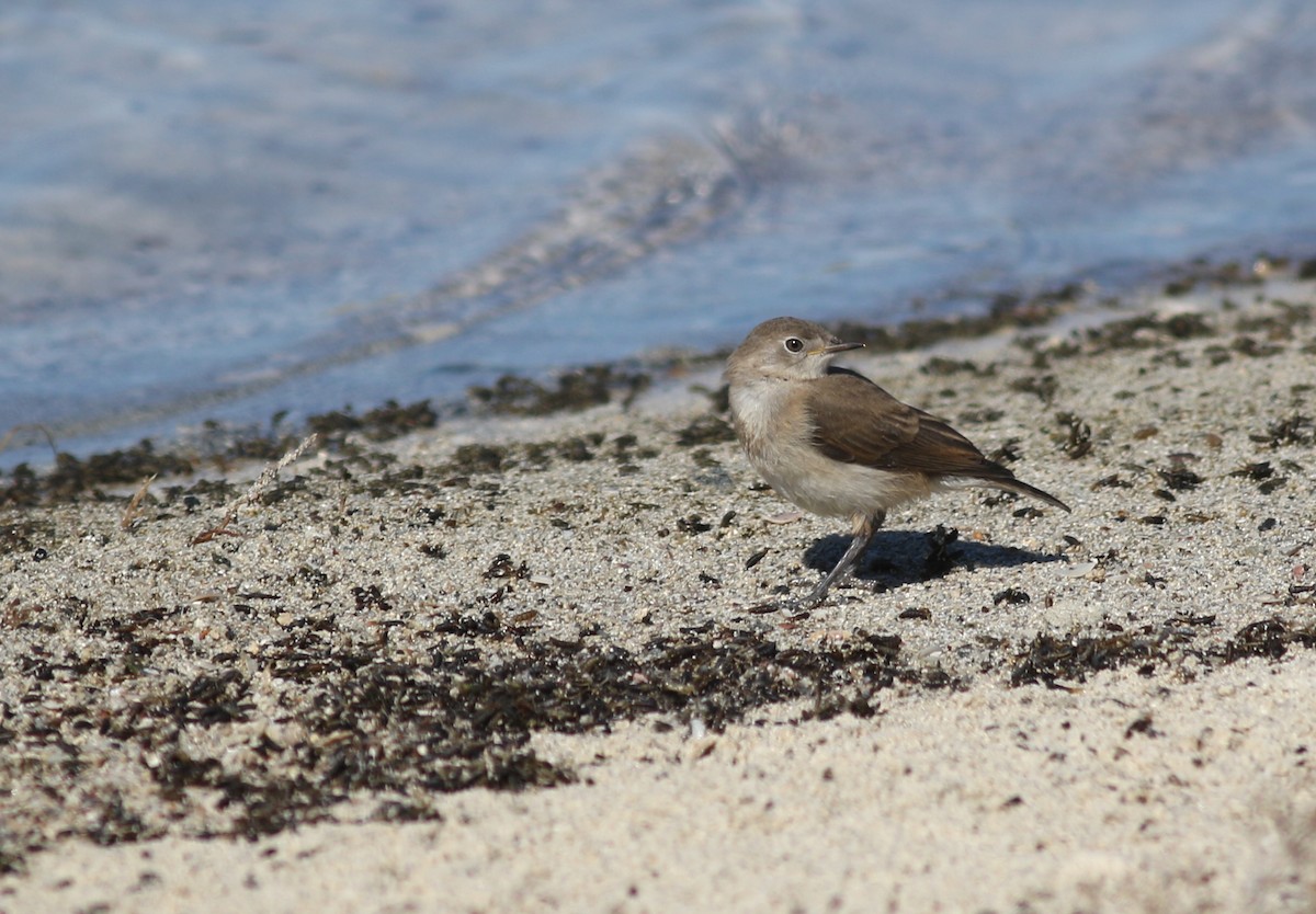 Alaca Çayır Balkuşu - ML646800470