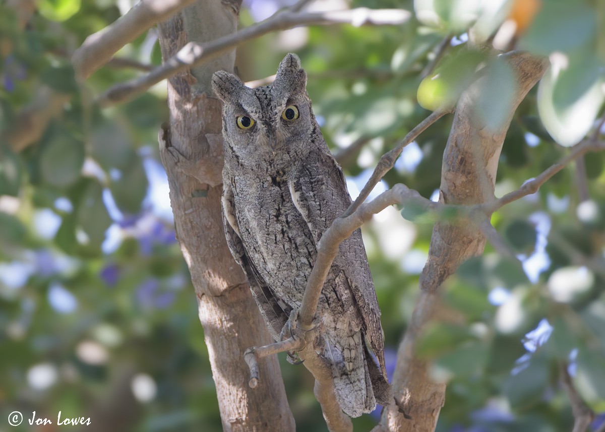 dverghornugle - ML646800471