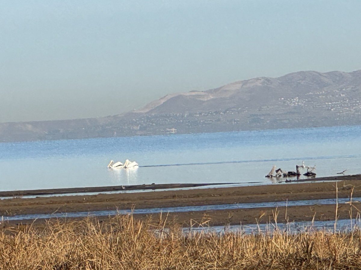 amerikapelikan - ML646800474