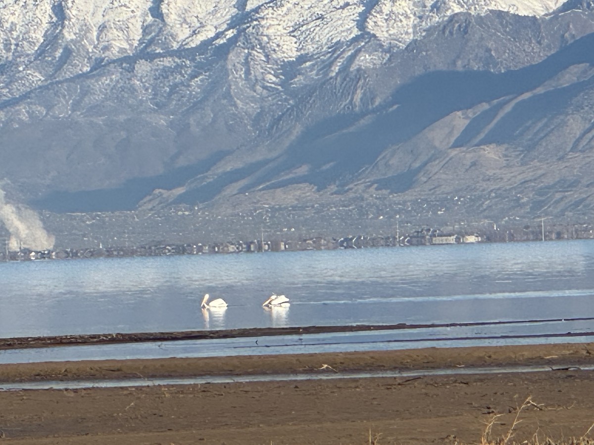 amerikapelikan - ML646800475