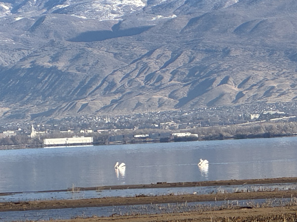 amerikapelikan - ML646800476