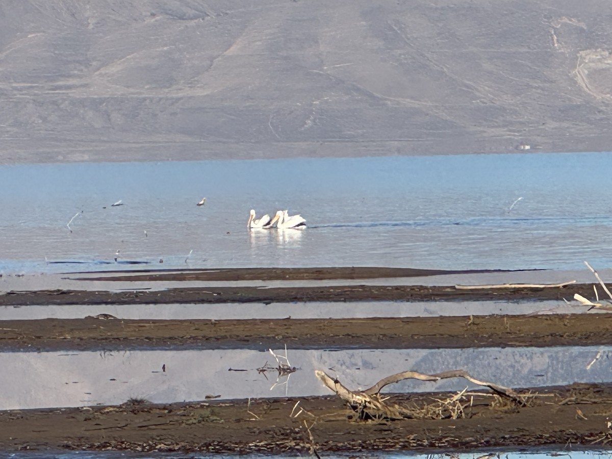 amerikapelikan - ML646800477