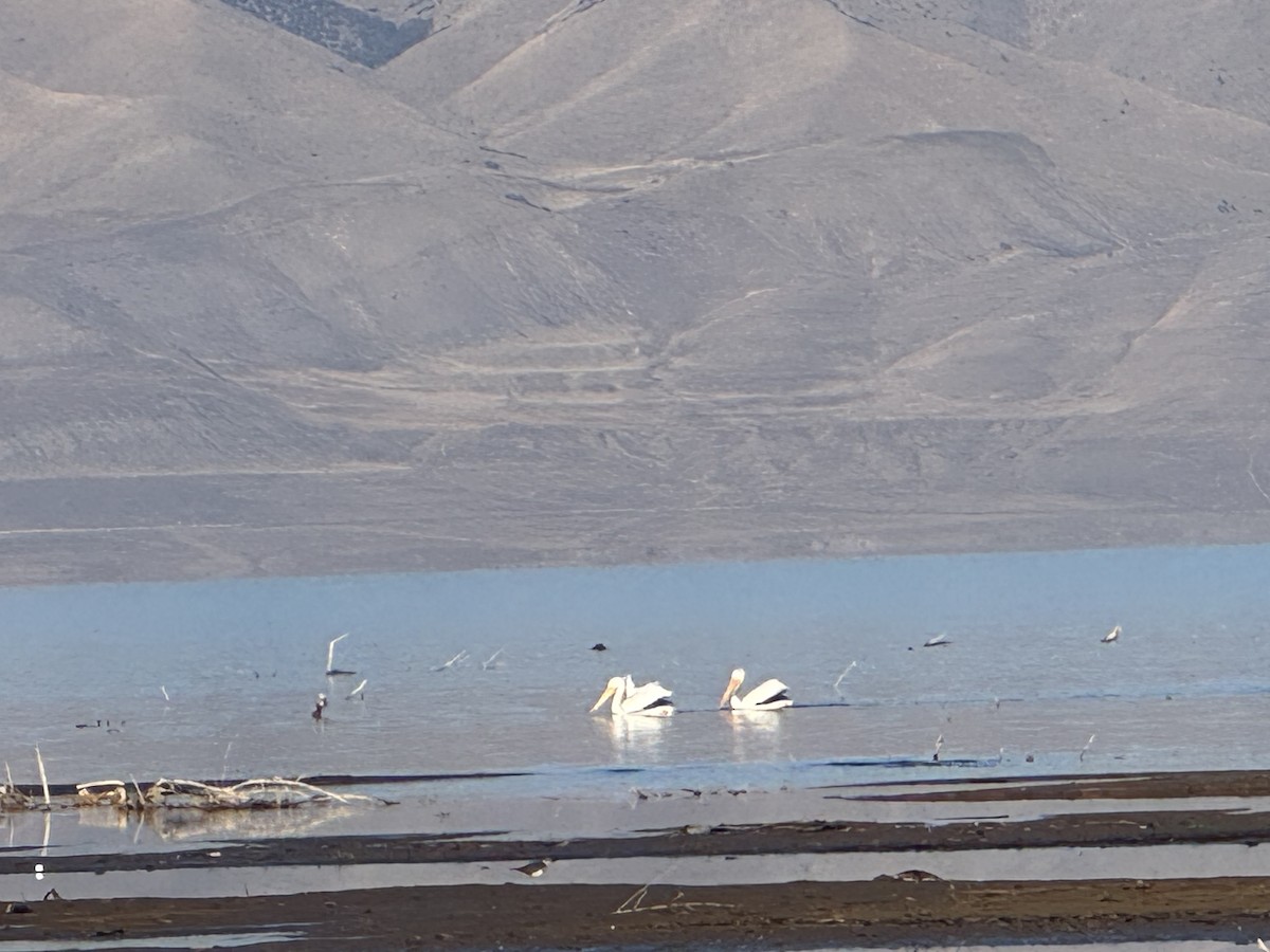 amerikapelikan - ML646800478